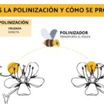 La Importancia de los Polinizadores y su Representación a Través del Dibujo
