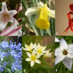 La Importancia de los Tépalos en la Botánica y su Diversidad