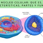 La Importancia del Organelo Dibujo en el Estudio Celular y su Representación