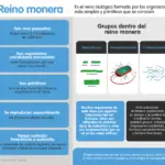 La Importancia y Características del Reino Monera en el Mundo Biológico
