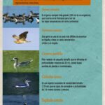 La Importancia y Diversidad de las Aves Acuáticas en Nuestros Ecosistemas