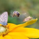 La Importancia y Diversidad de los Insectívoros en el Ecosistema