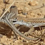 La lagartija es un reptil fascinante que atrae la atención de los amantes de la naturaleza