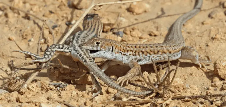 La lagartija es un reptil fascinante que atrae la atención de los