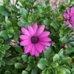 La Margarita Flor es una planta ornamental versátil y hermosa