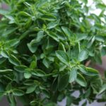 La Mata de Orégano es una Planta Aromática con Beneficios Comprobados Para la Salud