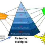 La pirámide ecológica es fundamental para comprender el equilibrio en los ecosistemas