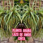 La planta lazo de amor es una opción ideal para embellecer tus espacios