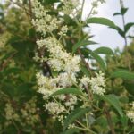 La planta trueno y su influencia en el ecosistema y la medicina tradicional