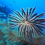 La pluma de mar es un organismo fascinante que habita en nuestros océanos y ofrece datos interesantes sobre el ecosistema marino
