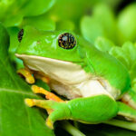 La Rana Verde es una especie fascinante que merece ser conocida