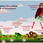 La Red Trófica Esencial en los Ecosistemas y Su Importancia Ambiental