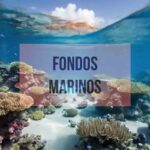 La relevancia del fondo marino en la biodiversidad y el equilibrio ecológico