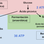 La Respiración Celular El Esquema Clave de la Producción de Energía en las Células
