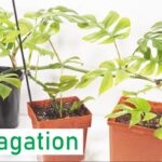 La Rhaphidophora Tetrasperma es una planta fascinante que merece tu atención