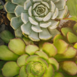 La riqueza y belleza de la Echeveria agavoides en el mundo de las suculentas