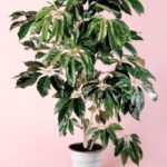 La Schefflera Actinophylla es una Planta Tropical de Gran Belleza y Versatilidad