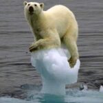 La situación actual del oso polar y su inminente peligro de extinción