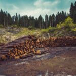 La tala de árboles es un problema crítico que afecta el medio ambiente y la biodiversidad