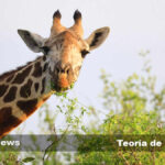 La Teoría de Lamarck y su Impacto en la Comprensión de la Evolución