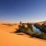 La vegetación del desierto es un ecosistema único que revela adaptaciones sorprendentes