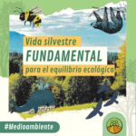 La vida silvestre es esencial para el equilibrio ecológico y nuestra supervivencia