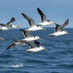 Las aves marinas desempeñan un papel crucial en los ecosistemas oceánicos y costeros
