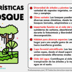 Las características esenciales de los bosques y su importancia en el ecosistema