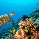 Las características fundamentales del ecosistema acuático y su importancia en el medio ambiente