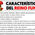 Las características fundamentales que definen al reino Fungi en la biología