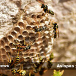 Las Diferencias Clave Entre Abejas y Avispas y Su Importancia en el Ecosistema