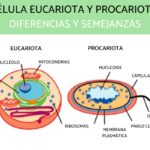 Las diferencias clave entre procariontes y eucariontes que debes conocer