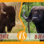 Las diferencias y similitudes entre el búfalo y el bisonte en el ecosistema