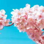 Las florecitas pequeñas ofrecen belleza y significado en diferentes contextos