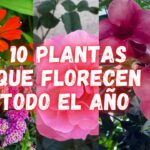Las flores con muchos pétalos son la elección perfecta para embellecer cualquier espacio