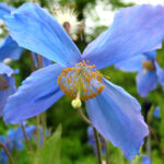 Las flores de color azul son una maravilla natural que encantan a todos