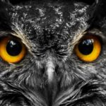 Las lechuzas y los búhos son aves fascinantes que cumplen importantes roles en los ecosistemas