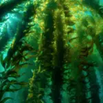 Las macroalgas son un recurso natural esencial para la sostenibilidad y la salud del medio ambiente marino