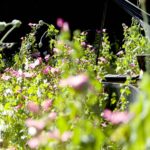 Las mañanitas planta son una opción ideal para embellecer tus espacios interiores y exteriores