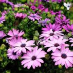 Las Margaritas de Colores Son una Maravilla de la Naturaleza que Aporta Alegría a Cualquier Jardín