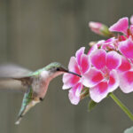 Las Mejores Flores para Atraer Colibríes en Tu Jardín