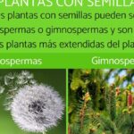 Las Monocotiledóneas Son Un Grupo Vegetal Fundamental En Nuestro Ecosistema
