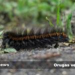 Las orugas venenosas son fascinantes criaturas que representan un peligro para los humanos