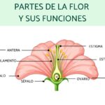 Las partes de una flor y su función en la reproducción y características botánicas