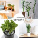 Las plantas aesthetic como símbolo de estilo y bienestar en los espacios modernos