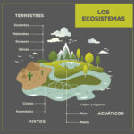 Las plantas de agua son esenciales para el equilibrio ecológico y la biodiversidad