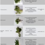 Las Plantas Medicinales Que Comienzan Con La Letra I Y Sus Beneficios