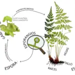 Las Psilofitas representan un grupo fascinante dentro del reino vegetal