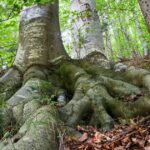 Las raíces de árboles son fundamentales para el crecimiento y la estabilidad de las plantas en diversos ecosistemas