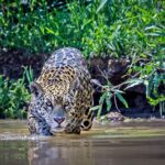 Las selvas secas son ecosistemas únicos que merecen una mayor atención y conservación